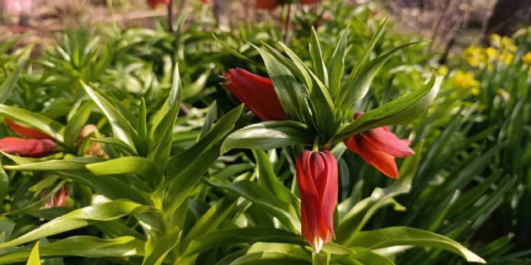 ‘Ağlayan Gelin’ güzelliğiyle büyülüyor: Göz alıcı şölen bir mahallede başladı 4